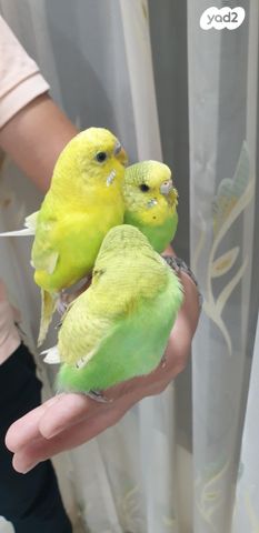 תמונת מודעה - חיות מחמד