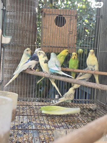 תמונת מודעה - חיות מחמד