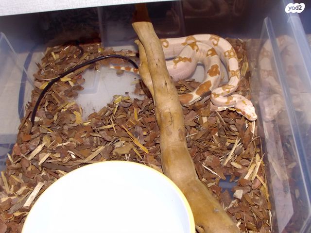 תמונת מודעה - חיות מחמד