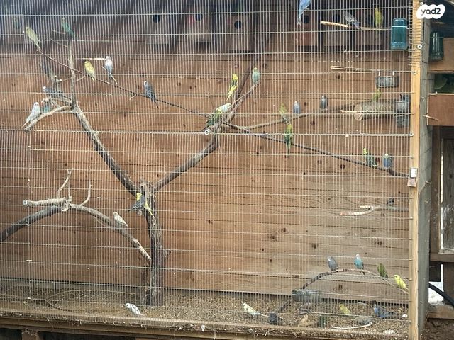 תמונת מודעה - חיות מחמד