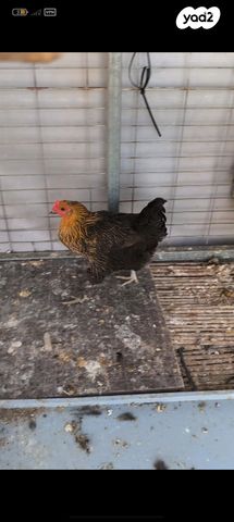 תמונת מודעה - חיות מחמד