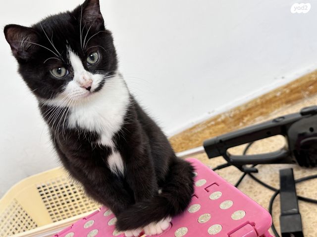 תמונת מודעה - חיות מחמד