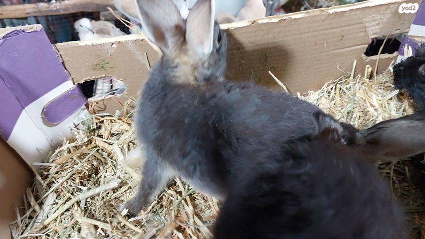 מכרסם ארנב \ שפן