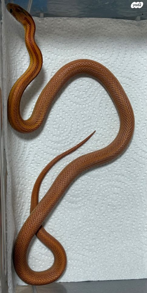 זוחל כרכן תירס