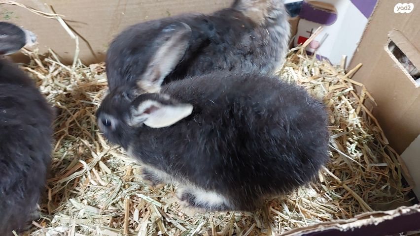 מכרסם ארנב \ שפן