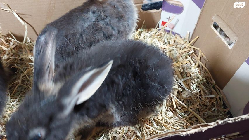 מכרסם ארנב \ שפן