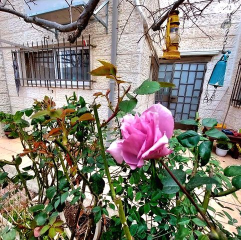 נתיב המזלות 