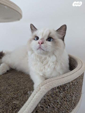 תמונת מודעה - חיות מחמד