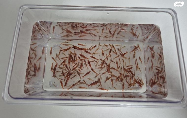 תמונת מודעה - חיות מחמד