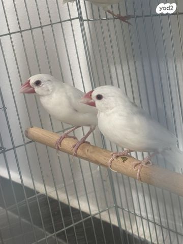 תמונת מודעה - חיות מחמד