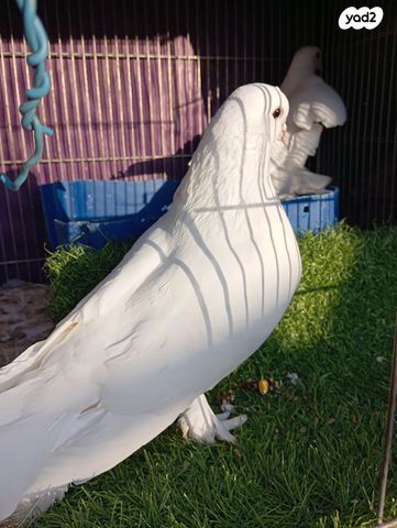 תמונת מודעה - חיות מחמד