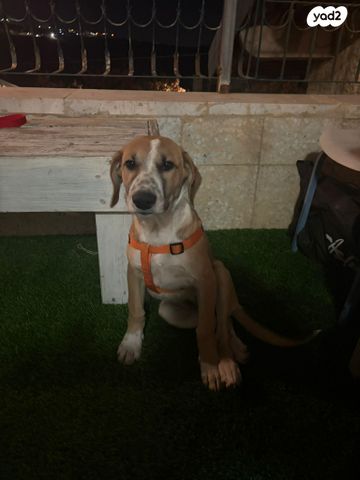 תמונת מודעה - חיות מחמד