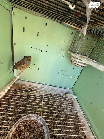 תמונת מודעה - חיות מחמד