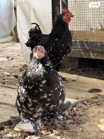 תמונת מודעה - חיות מחמד