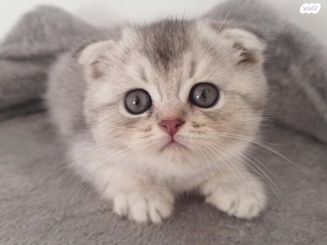 תמונת מודעה - חיות מחמד