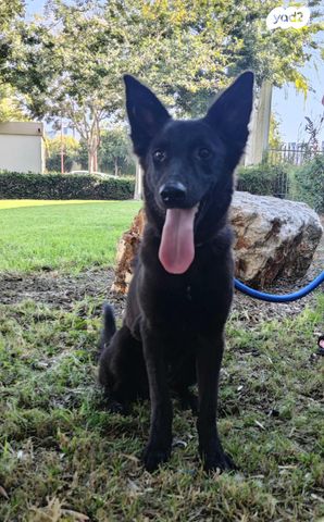 תמונת מודעה - חיות מחמד