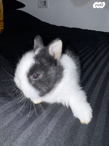 תמונת מודעה - חיות מחמד