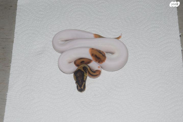 תמונת מודעה - חיות מחמד