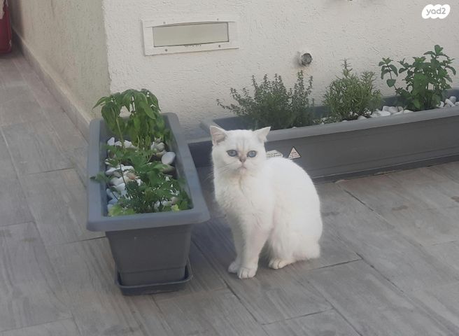 תמונת מודעה - חיות מחמד