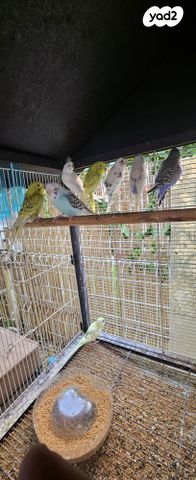 תמונת מודעה - חיות מחמד