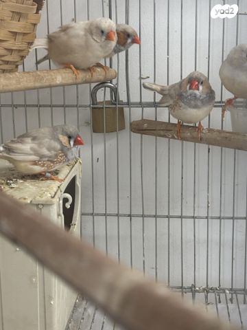 תמונת מודעה - חיות מחמד