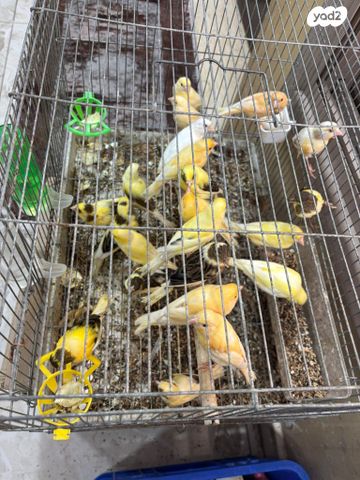 תמונת מודעה - חיות מחמד