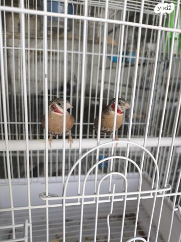 תמונת מודעה - חיות מחמד