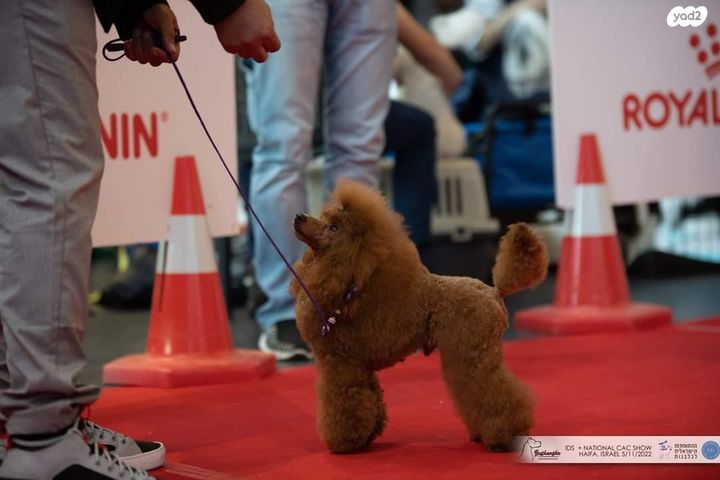 תמונת מודעה - חיות מחמד