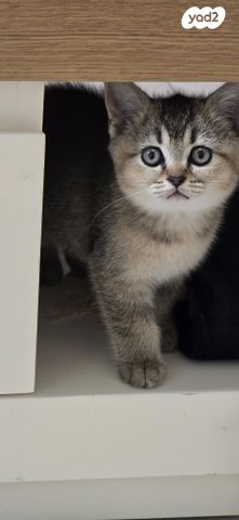 תמונת מודעה - חיות מחמד