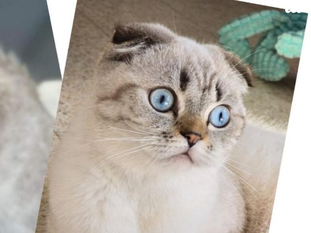 תמונת מודעה - חיות מחמד