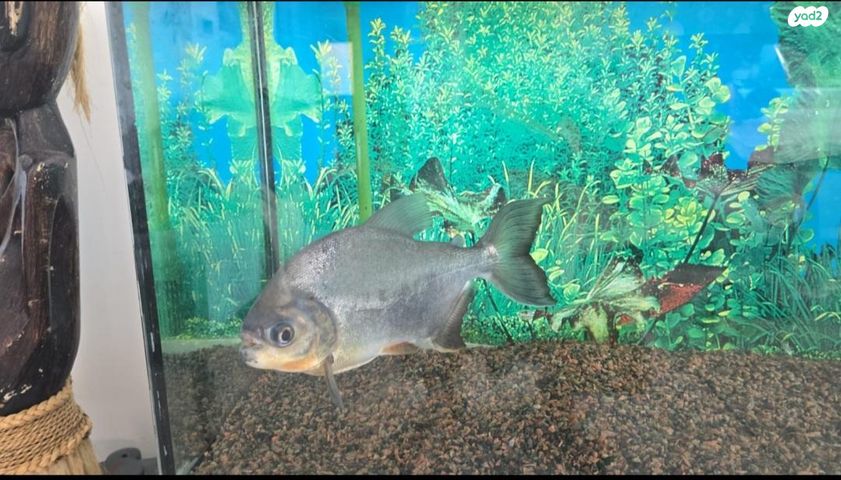 תמונת מודעה - חיות מחמד