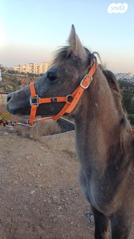 תמונת מודעה - חיות מחמד