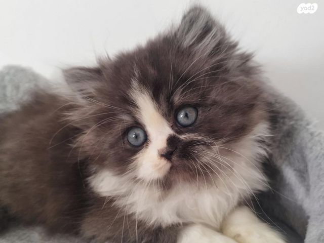 תמונת מודעה - חיות מחמד