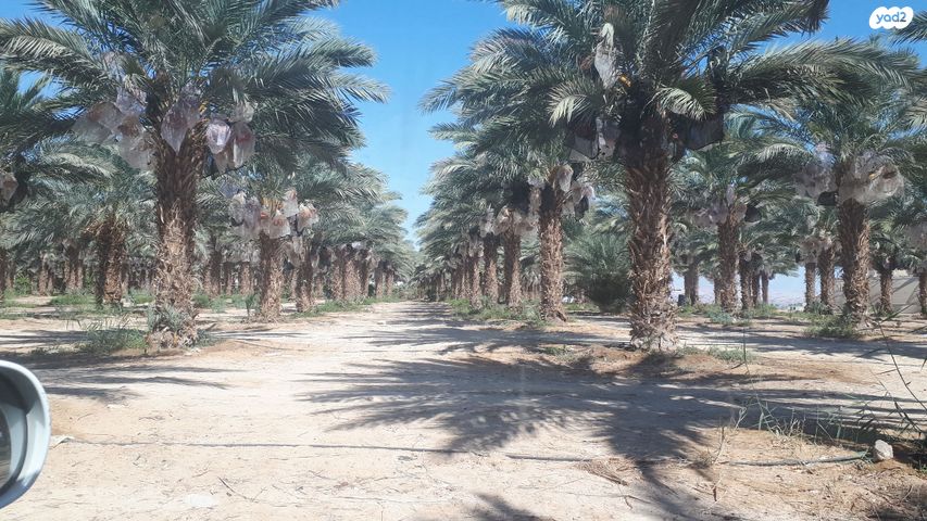 משק חקלאי/ נחלה, 2499 1, נאות הכיכר, נאות הכיכר