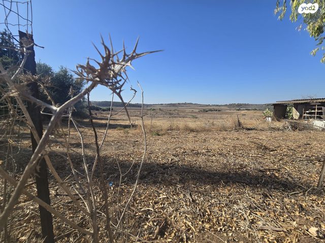 משק חקלאי/ נחלה, טל שחר