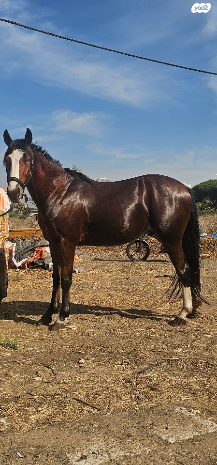 סוס סינגל פוט