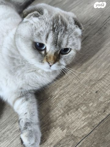 תמונת מודעה - חיות מחמד