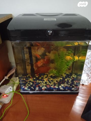 תמונת מודעה - חיות מחמד