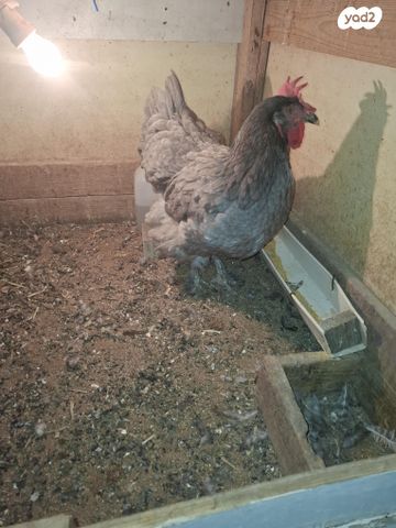 תמונת מודעה - חיות מחמד