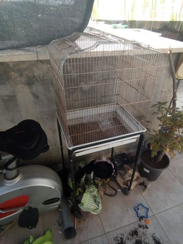 תמונת מודעה - חיות מחמד