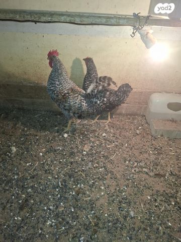 תמונת מודעה - חיות מחמד