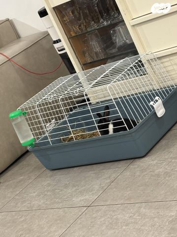 תמונת מודעה - חיות מחמד