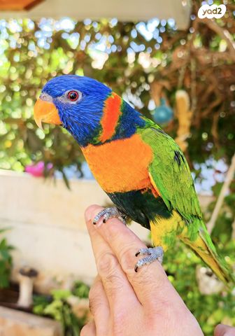 תמונת מודעה - חיות מחמד