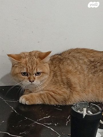 תמונת מודעה - חיות מחמד