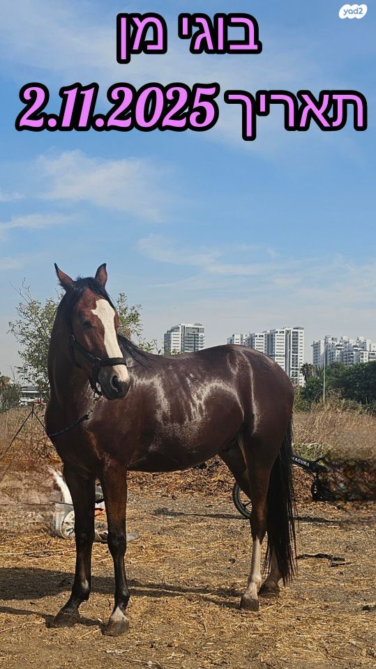 תמונת מודעה - חיות מחמד