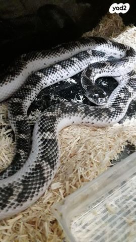 תמונת מודעה - חיות מחמד