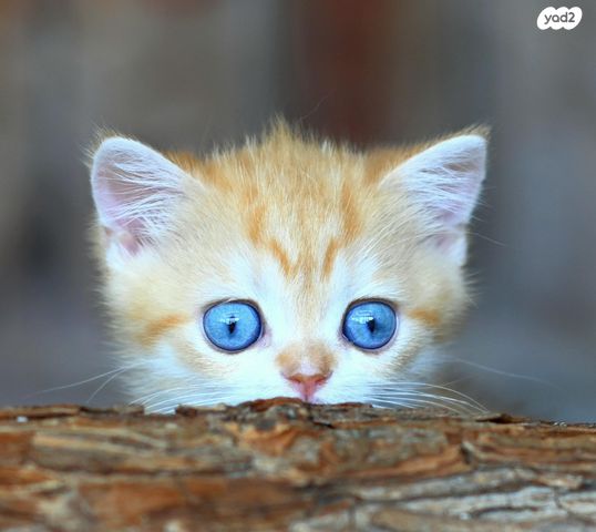 תמונת מודעה - חיות מחמד