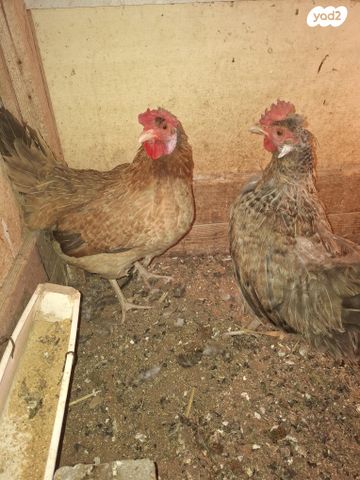 תמונת מודעה - חיות מחמד