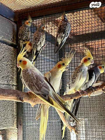 תמונת מודעה - חיות מחמד