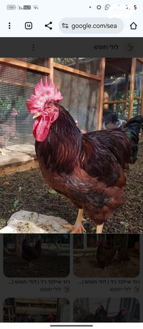 תמונת מודעה - חיות מחמד